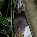 Prehensile-tailed Rat (Pogonomys mollipilosus)<br />Canon EOS 7D + EF70-200 F4L IS +EF1.4xII + SPEEDLITE 580EXII